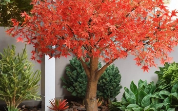 Creative Ways To Incorporate Artificial Maple Trees In Home And Office Decor tag image