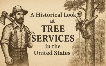 A Historical Look at Tree Services in the United States tag image